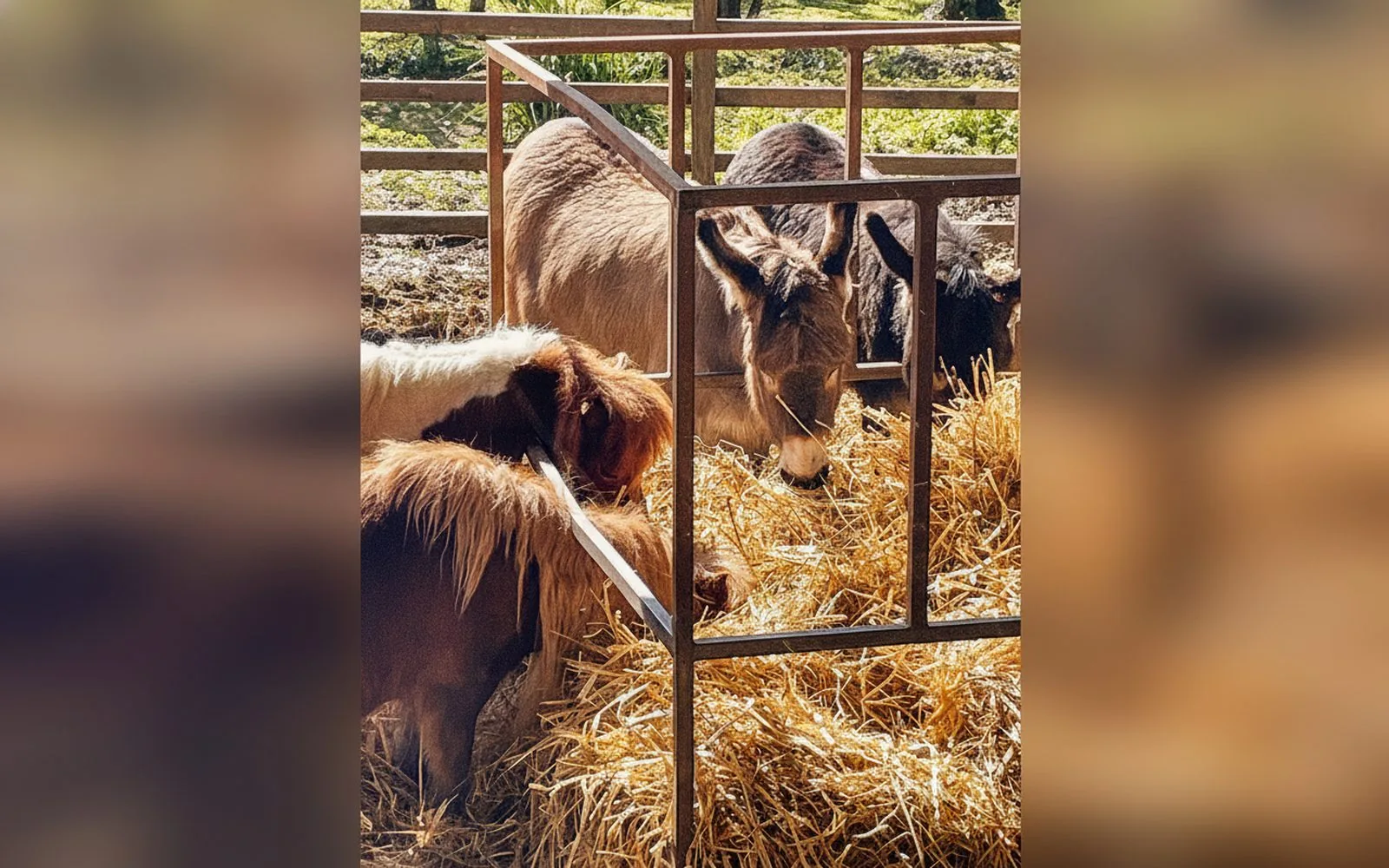 Casa di Gera · Bilocale rustico a Sesto Fiorentino, Monte Morello,  — galleria foto 7
